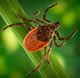 tick