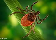 Ticks