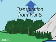 Transpiration