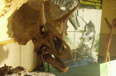 Triceratops skull