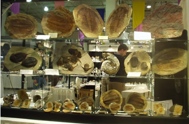 Trilobite fossils