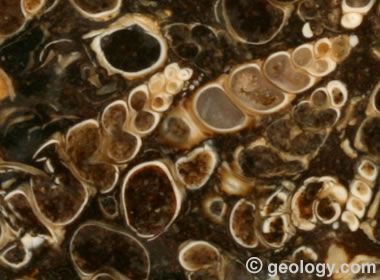 Turritella Agate rough